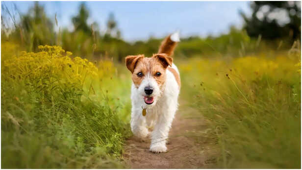 Jack Russell Terrier
