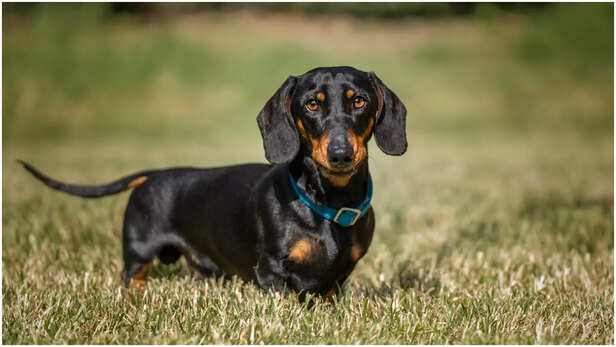 Dachshund