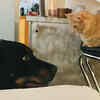Jealousy in cats is more common than you think