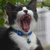 Decode your cat’s jealous behavior
