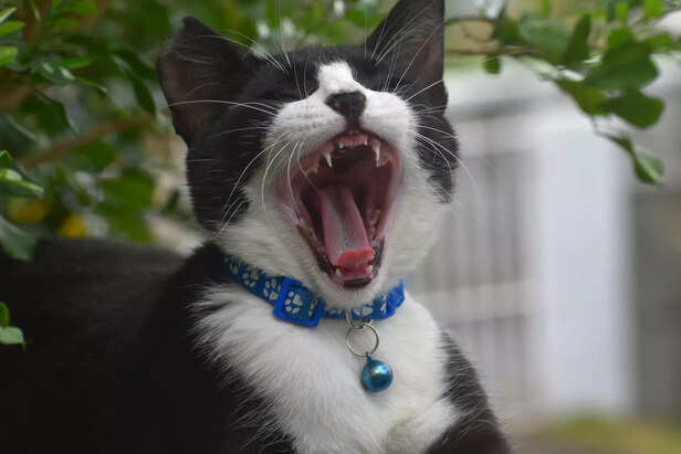 Decode your cat’s jealous behavior