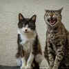 Understanding your cat = a calmer home