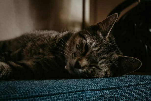 Happy pets start with a caring home