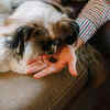 Clean space, calm pet