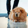 Good food + love = happy pet