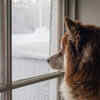 A healthy pet is a happy heart at home