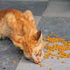 Health starts in the food bowl