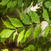 neem