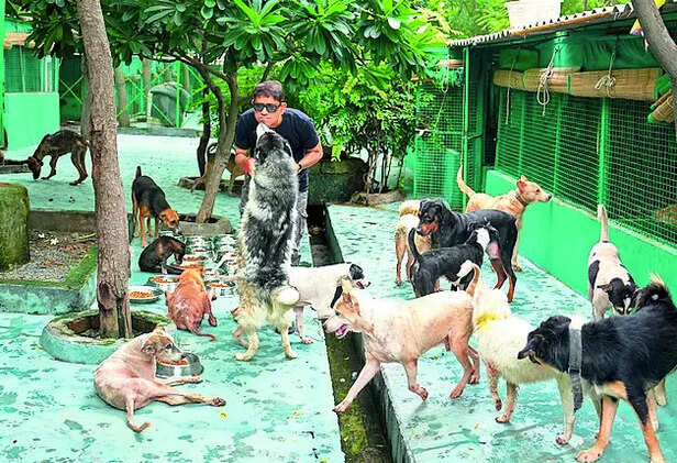 3-judge SC bench to hear afresh issue of stray dogs in Delhi-NCR