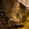 Why More Families Are Choosing Cats as Pets