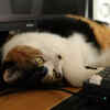 Why Cats Are Winning Hearts in Pet Adoption