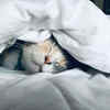 What Makes Cats So Easy to Adopt and Love