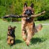 shepherd dog