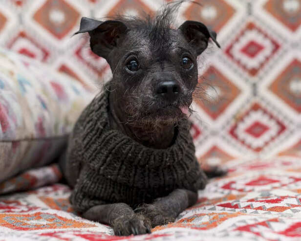 Uniquely Adorable: Celebrating the Charm of Unusual Dogs