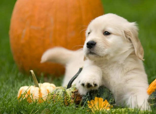 Adorable Labrador Puppy with Pumpkins
