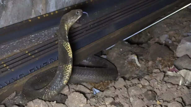 चांदर रेलवे स्टेशन पर किंग कोबरा।