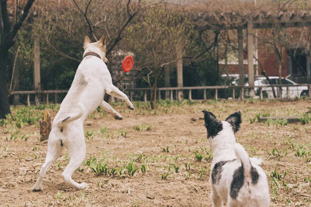 dogs playing