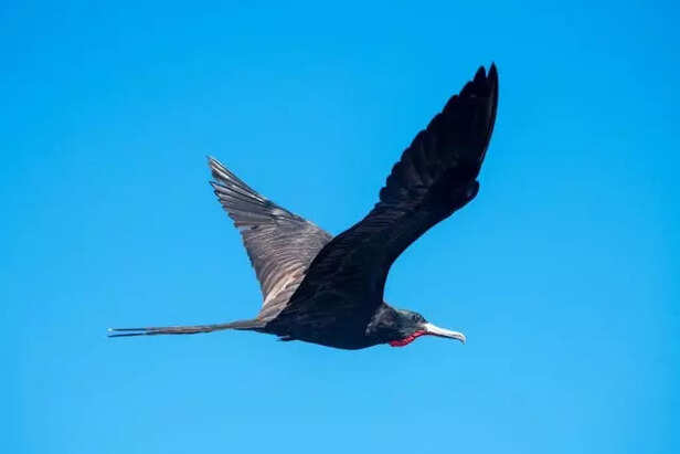 Frigatebird