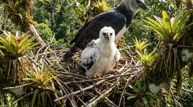 Harpy Eagle