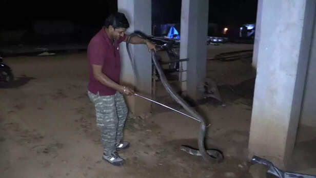 चांदर रेलवे स्टेशन पर 13 फीट लंबे कोबरा को रेस्क्यू करते रिंकू।