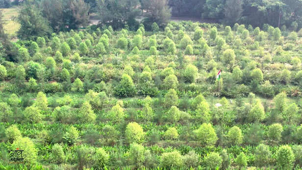 400 पौधों से शुरू हुआ सपना, अब बन गया है हज़ारों चंदन के पेड़ों का जंगल।