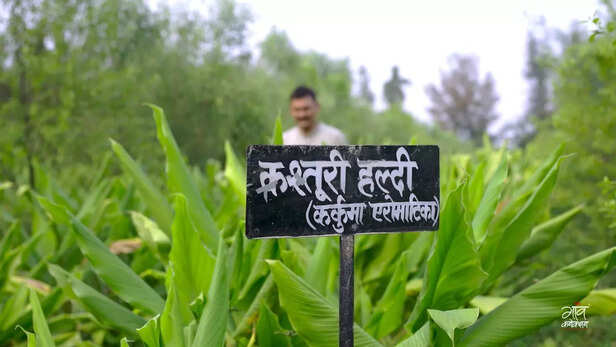 इस खेत में हल्दी है, कस्तूरी है, पीतांबरा है... और है मेहनत का रंग। उत्कृष्ट ने चंदन के साथ-साथ उम्मीद भी बोई है।