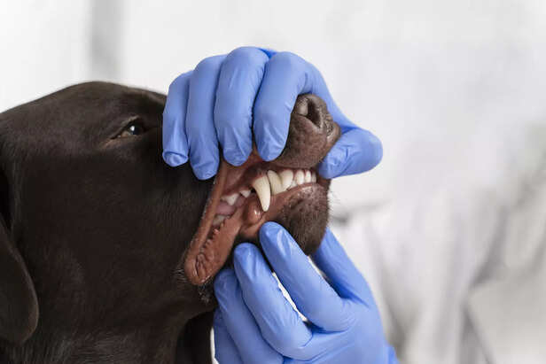 dental health checkup