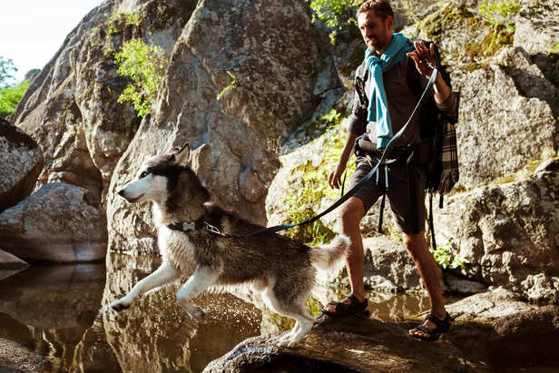 Hiking With Your Dog On A Forest Trail