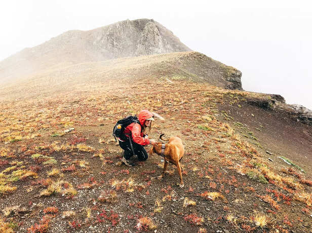 Dog Exploring A Nature Trail During Hiking