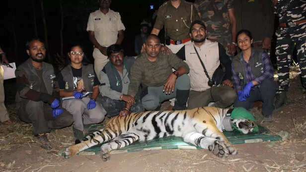यह कदम पश्चिमी घाट में बाघों की आबादी मजबूत करने और नए आवास विकसित करने की दिशा में अहम माना जा रहा है।