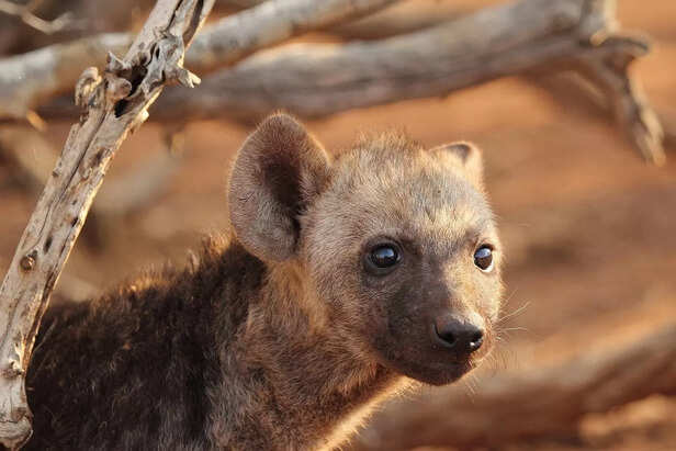 hyena