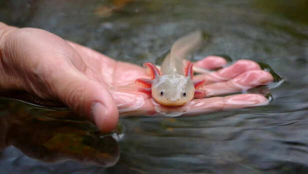 Axolotl