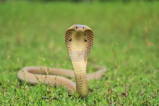 Cobra on Grass