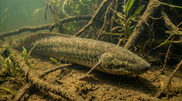 african lungfish