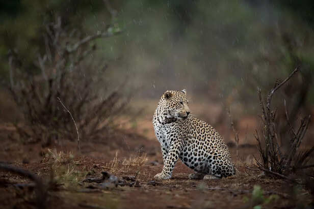 african leopard sitting