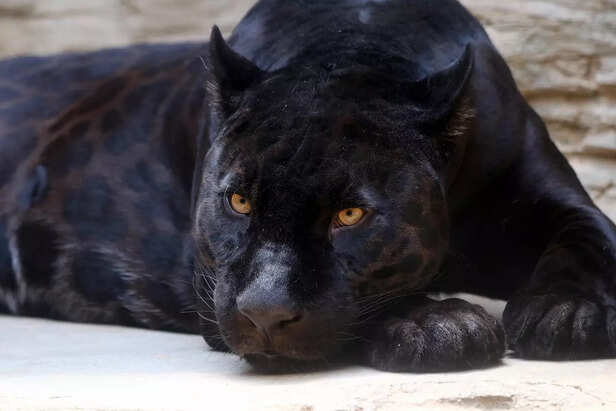 black panther