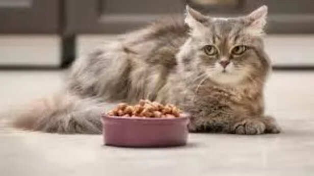 Importance of balanced diet for cat