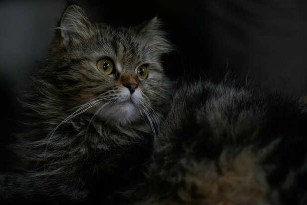 Photos of Beirut's 'Mother of Cats' who rescues felines