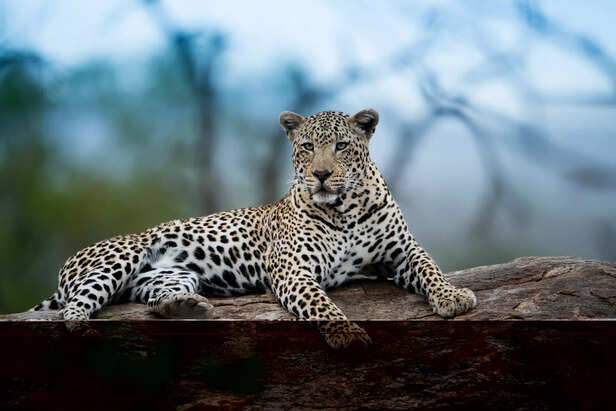 african leopard