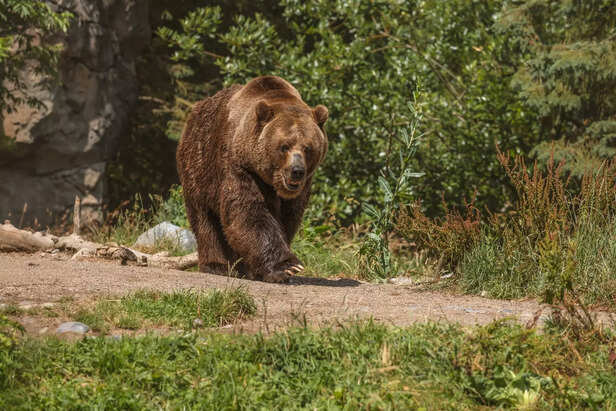 brown bear