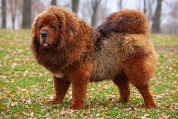 tibetan mastiff