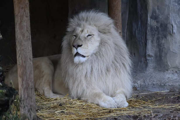 white lion