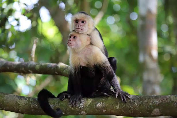 capuchin monkey