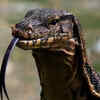 Iran Military Claims That West Sent Lizards To Spy On Its Nuclear Programme