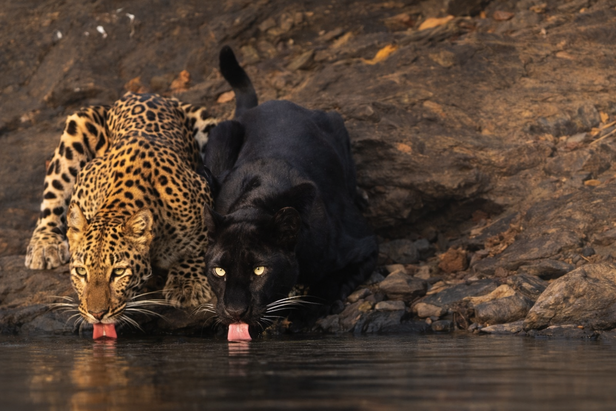 panther &amp; leopard