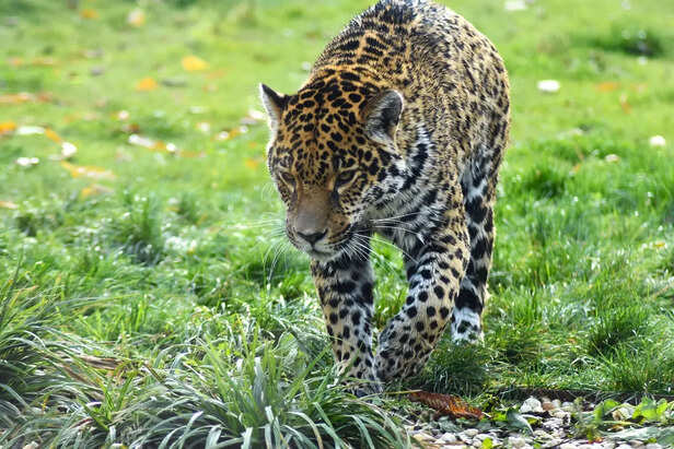 jaguar