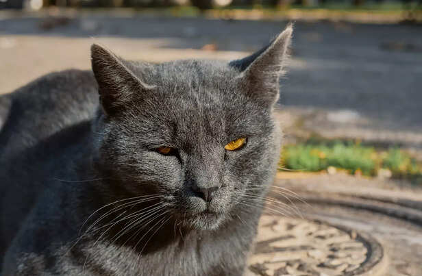grey cat
