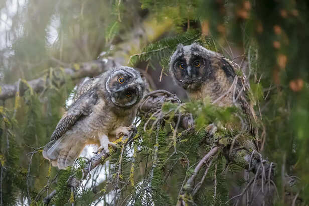 two owls sitting