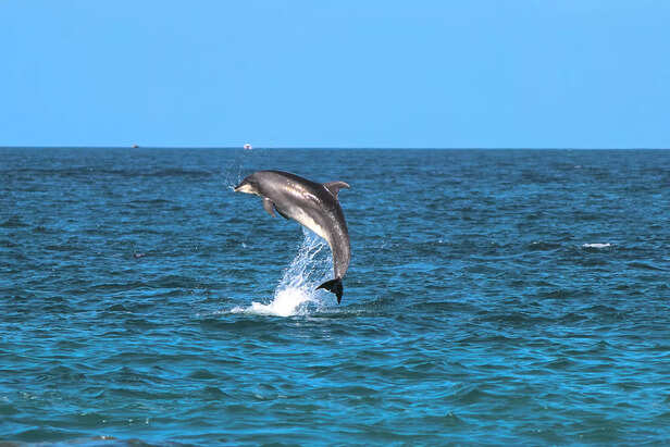 dolphin