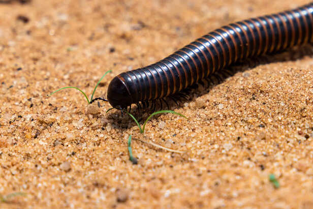 giant africa millipede